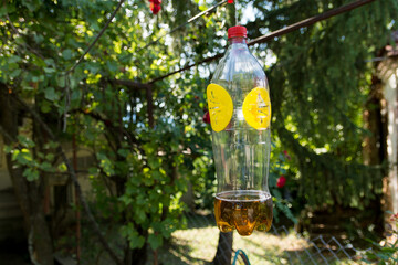 Homemade trap for wasps and hornets made with plastic bottles and hung on a tree in the garden on a...