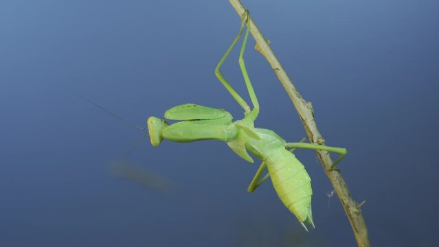 Green praying mantis sitting on bush branch on blue sky background