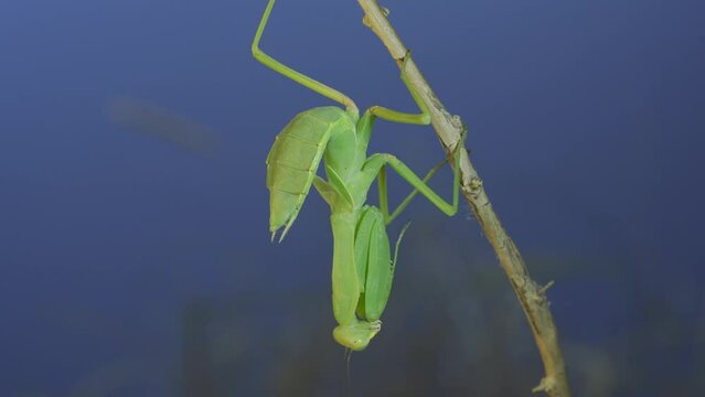 Green praying mantis sitting on bush branch on blue sky background
