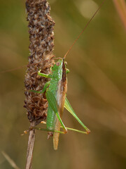 grasshopper on a leaf