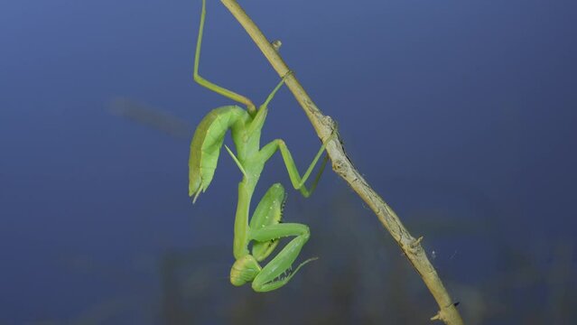 Green praying mantis sitting on bush branch and washing his face on blue sky background