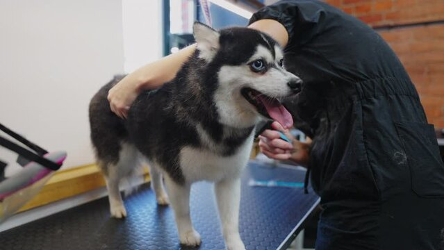 groomer is brushing purebred dog in zoosalon, shedding of hair in spring or summer season