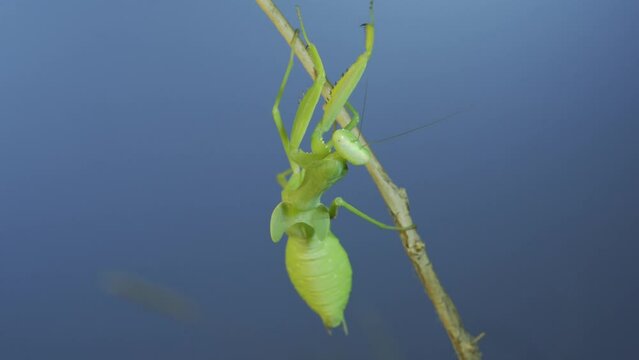 Green praying mantis sitting on bush branch on blue sky background