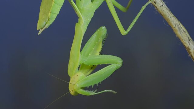 Close-up of green praying mantis sitting on bush branch and washing his face on blue sky background