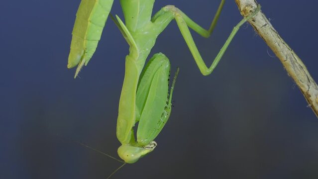 Close-up of green praying mantis sitting on bush branch on blue sky background
