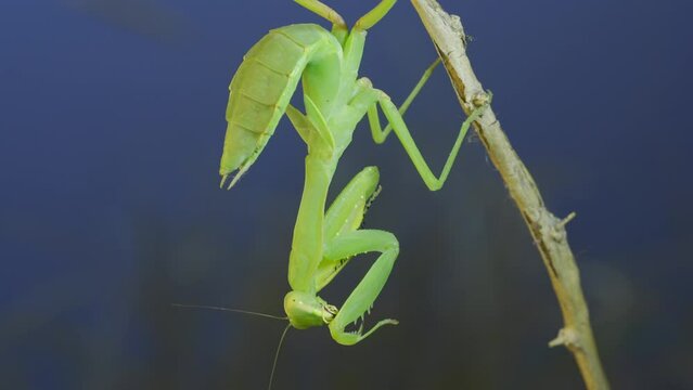 Close-up of green praying mantis sitting on bush branch and washing his face on blue sky background