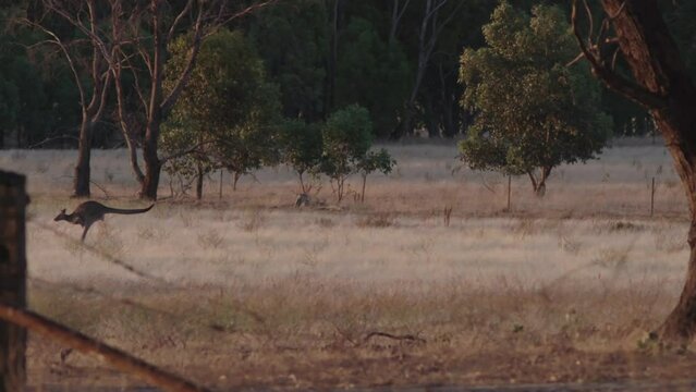 Slow motion of a hopping Kangaroo in a field