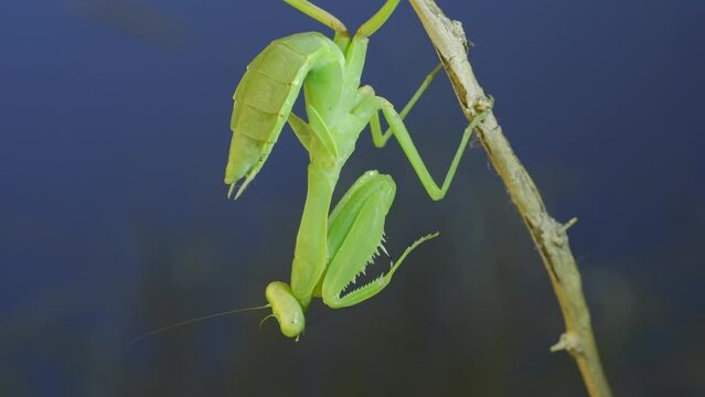 Close-up of green praying mantis sitting on bush branchon and cleaning his antennae on blue sky background