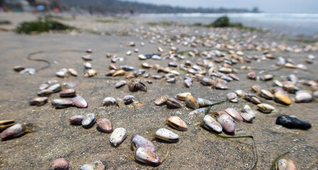 Periwinkle Shells on a Sandy Beach signifying a Peaceful Beach Vacation