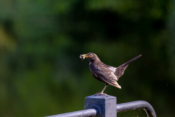 Selective focus of common blackbird perched on iron railing with worm in the beak for juvenile or baby, Merel bird in its natural habitat, It is also called the Eurasian blackbird, Living in naturally - Powered by Adobe