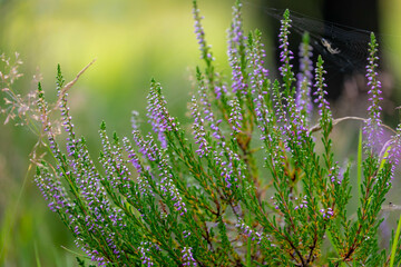 Selective focus bush of wild purple flowers Calluna vulgaris (heath, ling or simply heather) is the sole species in the genus Calluna in the flowering plant family Ericaceae, Nature floral background.