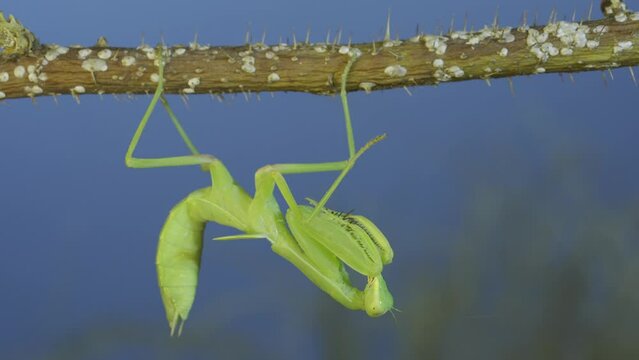 Green praying mantis hangs on at horny branch of bush on blue sky background