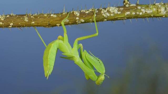 Green praying mantis hangs on thorny branch of bush and washes its paw on blue sky background