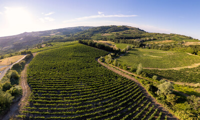 Vineyard plantations, panoramic aerial view