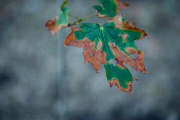 maple leaves after the heat global warming dying trees brown leaves withered from the heat in summer drought global warming ecology heatwave trees are dying