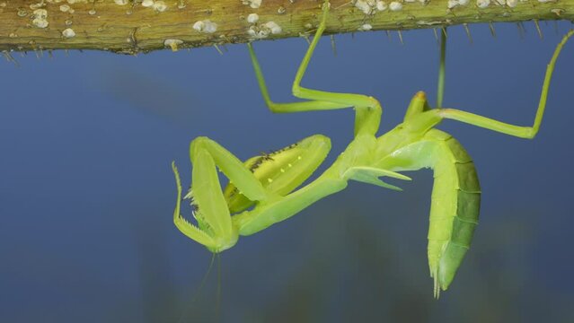 Green praying mantis hangs on thorny branch of bush and washing his face on blue sky background