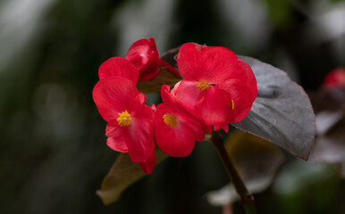 Begonia flowers showing their appetizing pistils