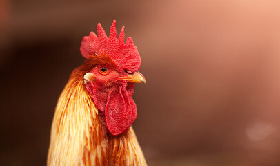 rooster's head on a brown background