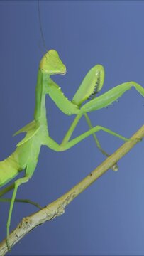 VERTICAL VIDEO: Close-up of green praying mantis sitting on bush branch on blue sky background
