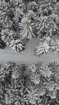 Vertical drone video of snow covered trees and path in winter.