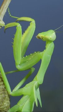 VERTICAL VIDEO: Close-up of green praying mantis sitting on bush branch on blue sky background