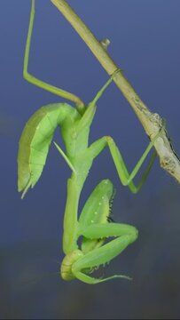 VERTICAL VIDEO: Close-up of green praying mantis sitting on bush branch and washing his face on blue sky background