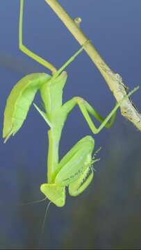 VERTICAL VIDEO: Close-up of green praying mantis sitting on bush branch and looks at on camera on blue sky background