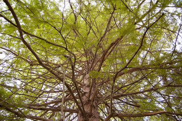 arbol frondoso y antiguo con hojas verdes