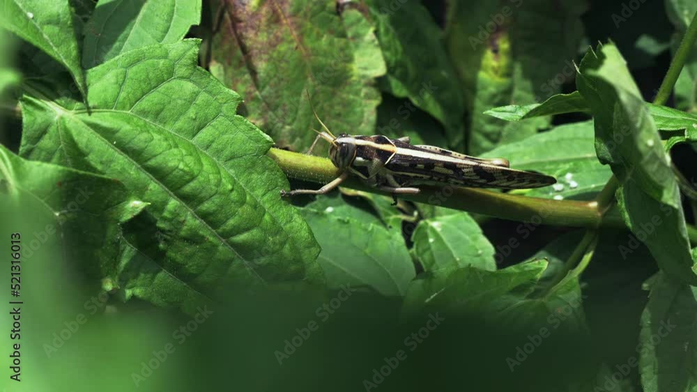 Poster top view of grasshopper on a p