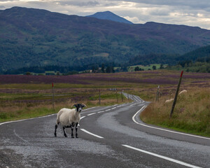 Sheep on Hill Road