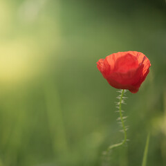 Naklejka premium red poppy in a field