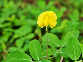 Yellow flower Arachis pintoi ,Brazil  bean plants ,arachis hypogaea ,Pinto beans ,herb plant ,Lepidopterous ,Lepidopterans ,grass plants ,tropical 