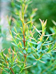 Foliage coniferous pink Ellwood's gold leaf chamaecyparis lawsoniana fragrant,Pine leaves Melaleuca Alternifolia ,tea tree ,Herb plant with green background ,macro image conifer leave evergreen lush