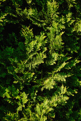 Background, texture of green cypress, evergreen thuja close-up. Photography of nature.