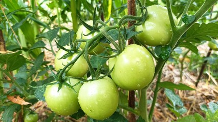 Green tomato