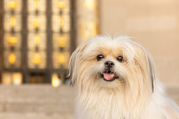 adorable white shitzu dog smiles with the brooklyn public library behind