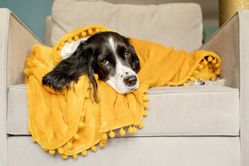 springer spaniel is swaddled in yellow blanket on gray chair
