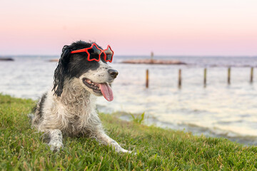 adorable black and white springer spaniel at beach with pink and blue sunset reflecting in  water - beautiful dog wearing star sunglasses sitting on grassy outcropping in summertime with ocean - obrazy, fototapety, plakaty