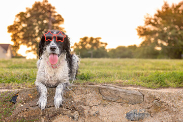 adorable black and white springer spaniel sitting on stone wall with golden hour - beautiful dog wearing star sunglasses at sunset in summer