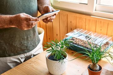 Man looking for plant name in app in digital tablet above a pot with small palm. Taking care of...
