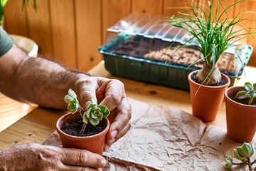 Man's hands planting green succulent in pot on the table, taking care of plants and home flowers....
