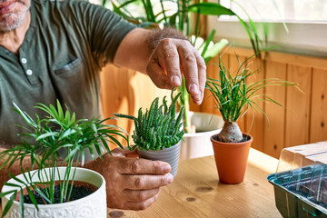 Fototapeta premium Mature bearded man holding a pot with cactus. Taking care of home flowers and succulents, planting and sprinkling water on the plants. Home gardening.