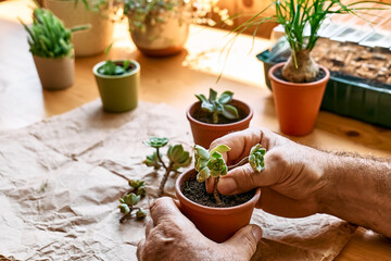 Man's hands planting green succulent in pot on the table, taking care of plants and home flowers....