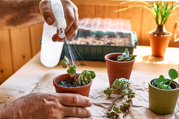 Mature man taking care of home flowers, planting green succulent in pot on the table and sprinkling...