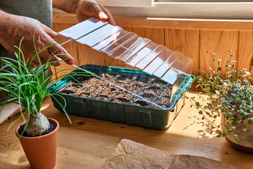 Man seeding seeds in mini greenhouse at home. Home leisure growing seedlings at home. Gardening in...