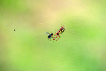 Australian Garden Orb Weaver Spider (Argiope catenulata) with prey