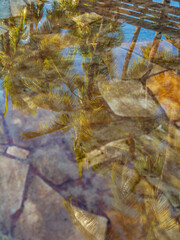 Abstract Reflections in Rainwater on a Sidewalk of Palm Trees at Sunset or Sunrise.