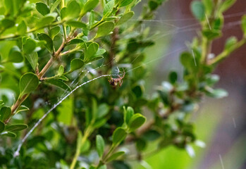 Australian Garden Orb Weaver Spider (Argiope catenulata)