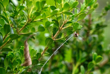 Australian Garden Orb Weaver Spider (Argiope catenulata)
