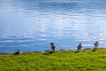 Selective blur on four Male mallard ducks standing by the waters of Bled lake in Slovenia. The Mallard, or anas platyrhynchos, is a wild dabbling duck present in Europe......